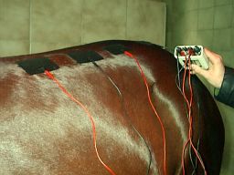 Reizstromtherapie beim Pferd, hier Einsatz TENS-Gerät